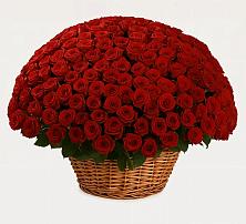 Премиум букет из: Розы в Иннополисе